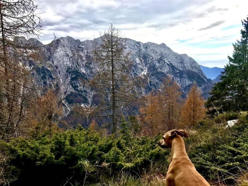 Apartma Bovec Center Eksteriør bilde